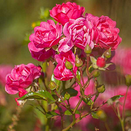 Роза почвопокровная Пинк Фэйри