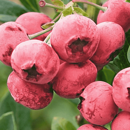 Голубика высокорослая Pink Lemonade