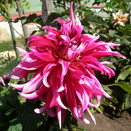 Георгина Полукактусовая Гранд Финаль Георгина Полукактусовая Гранд Финаль