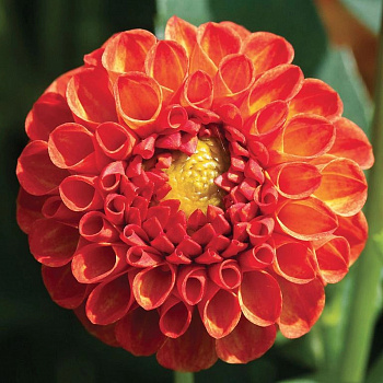 Георгина Помпонная Нью Бейби