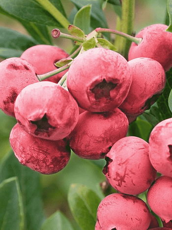 Голубика высокорослая Pink Lemonade