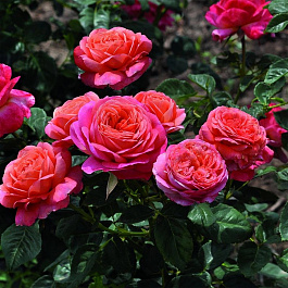 Роза флорибунда Ваза Пич