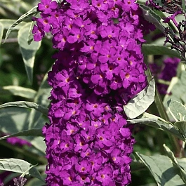 Буддлея давида Harlequin