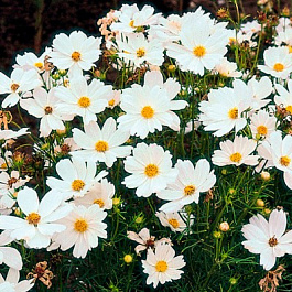 Космея Соната Вайт