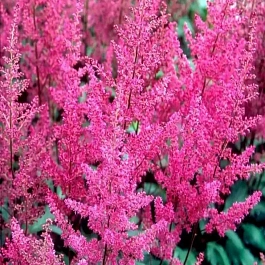 Астильба Арендса Elizabeth van Veen