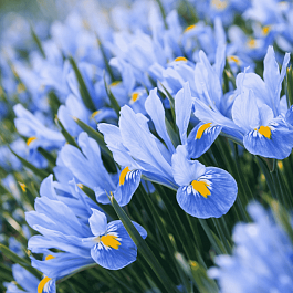 Ирис сетчатый Cantab