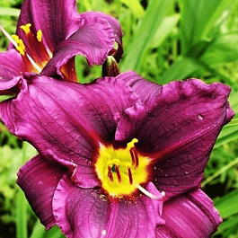 Лилейник Super Purple