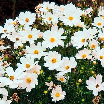 Космея Соната Вайт