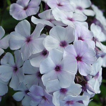 Флокс метельчатый Блу Айс