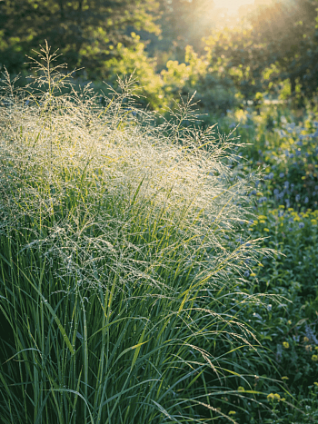 Просо прутьевидное