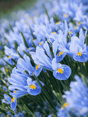 Ирис сетчатый Cantab