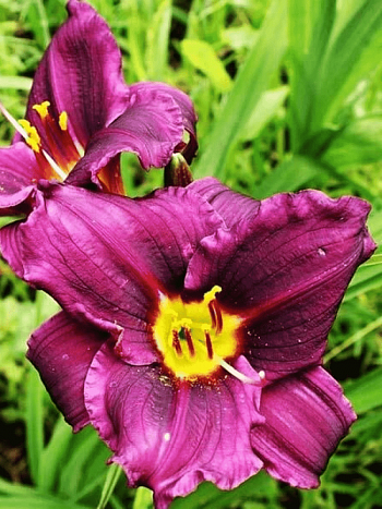 Лилейник Super Purple