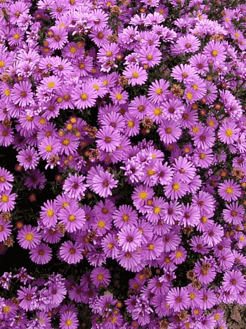 Астра кустарниковая Anneke