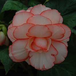 Бегония клубневая Америгибрид Пикоти Калипсо