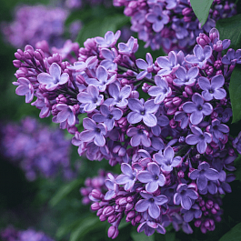 Сирень обыкновенная Адмирал Кузнецов