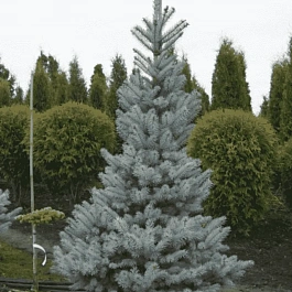 Ель колючая OMEGA