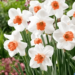 Нарцисс Cool Flame