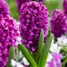 Гиацинт садовый Мисс Сайгон