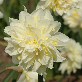 Нарцисс махровый Атолл Пэлас Нарцисс махровый Атолл Пэлас