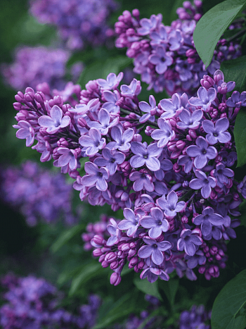 Сирень обыкновенная Адмирал Кузнецов