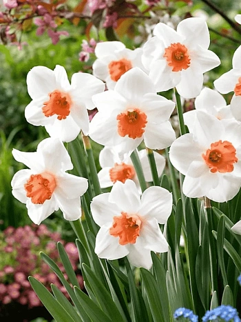 Нарцисс Cool Flame