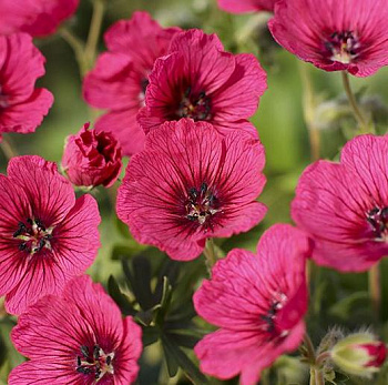 Герань (Аистов клюв) пепельная Jolly Jewel Red