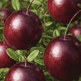 Клюква обыкновенная Early black