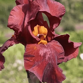 Ирис германский Respectable