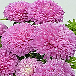 Астра Классик Кримсон