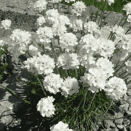 Армерия приморская Abbey White