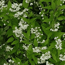 Дейция изящная Nikko