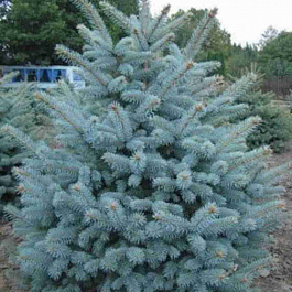 Ель Santa Fe'