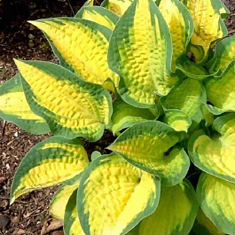 Хоста Orange Marmelade