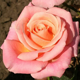 Роза чайно-гибридная Мисс Пигги Роза чайно-гибридная Мисс Пигги