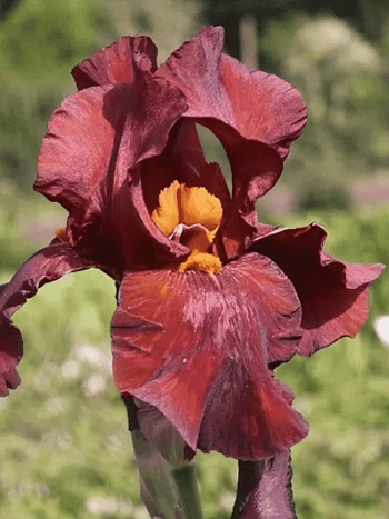 Ирис германский Respectable