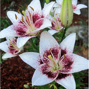 Лилия азиатская Танго Сесиль