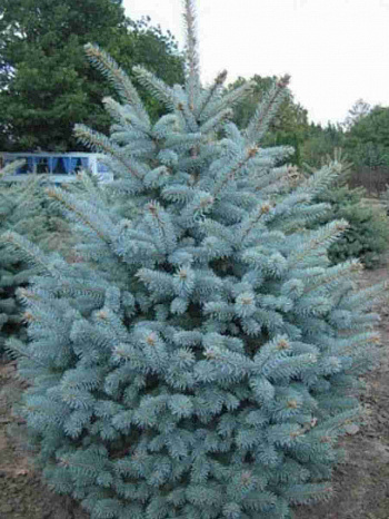 Ель Santa Fe'