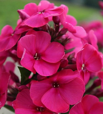 Флокс метельчатый Юник Олд Чериз