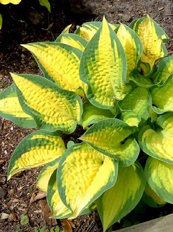 Хоста Orange Marmelade