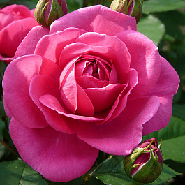 Роза парковая Леа Ренессанс