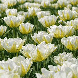 Тюльпан Махровый Up White