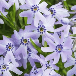 Флокс шиловидный Fabulous Blue Dark Centrum