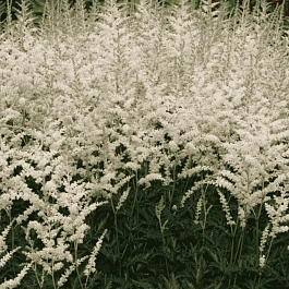 Астильба простолистная Darwin's Snowsprite