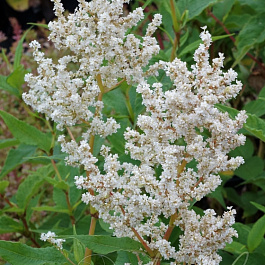 Горец изменчивый