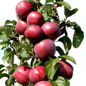 Яблоня колоновидная Конференция