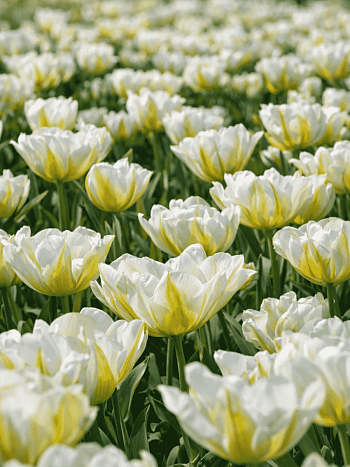 Тюльпан Махровый Up White