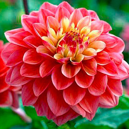 Георгина Декоративная Принцесса Грация