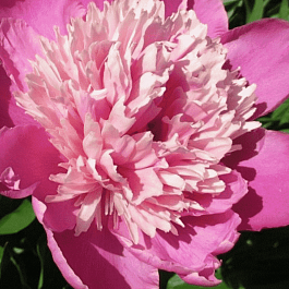 Пион Молочноцветковый Pink