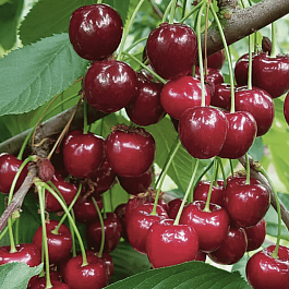 Вишня Десертная Морозовой