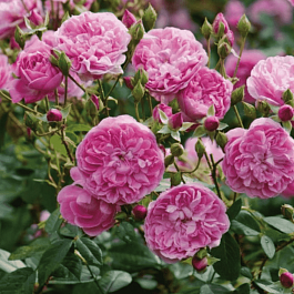 Роза Английская кустовая Harlow Carr